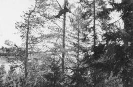 Fotografi, Man sittandes i ett träd, Medelpad, 1930-1950-tal